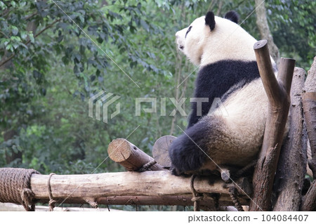 Panda Panda 104084407