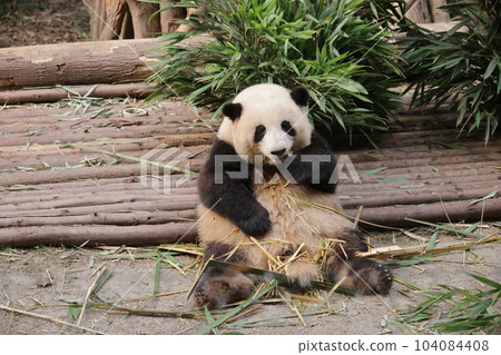 Panda 104084408