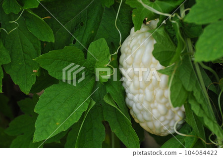 apple goya fruit apple goya fruit 104084422
