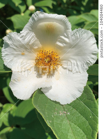 Summer Camellia Summer Camellia 104084460
