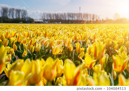 Yellow tulips blooming in springtime field. Beautiful bright yellow tulip in the middle of a field Yellow tulips blooming in springtime field. Beautiful bright yellow tulip in the middle of a field 104084513