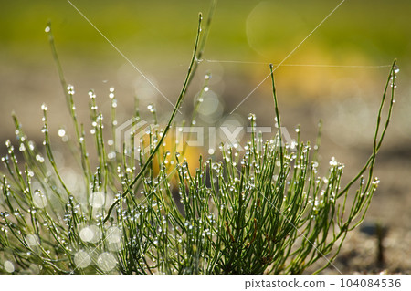 Drops of water glisten on the grass creating sparkles Drops of water glisten on the grass creating sparkles 104084536