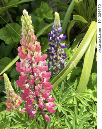 Pink Lupinas - Stock Photo [104084650] - PIXTA