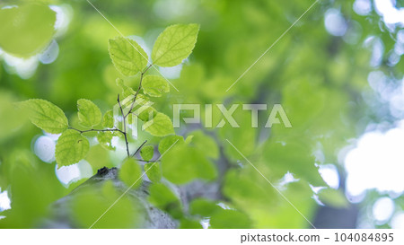 森林（大山谷澤溪流） 104084895