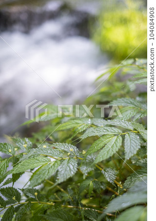 Forest (Oyamaki Tanizawa mountain stream) Forest (Oyamaki Tanizawa mountain stream) 104084908