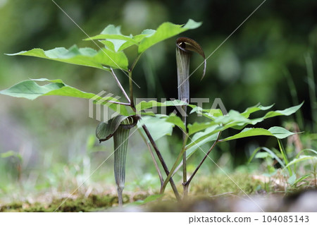 Mamushigusa Mamushigusa 104085143