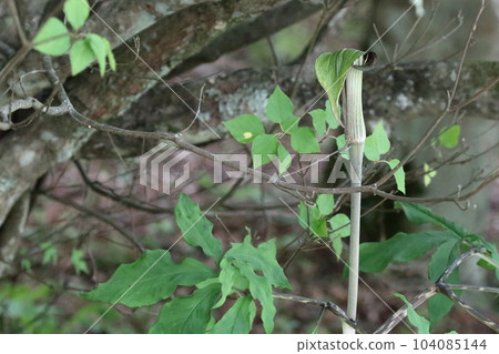 Mamushigusa 104085144