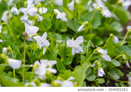 Viola sororia 'Freckles' flower, a white wildflower of spring. Viola sororia 'Freckles' flower, a white wildflower of spring. 104085261