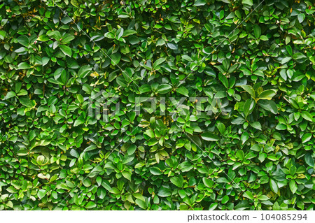 Herb wall, plant wall, natural green wallpaper and background. Herb wall, plant wall, natural green wallpaper and background. 104085294