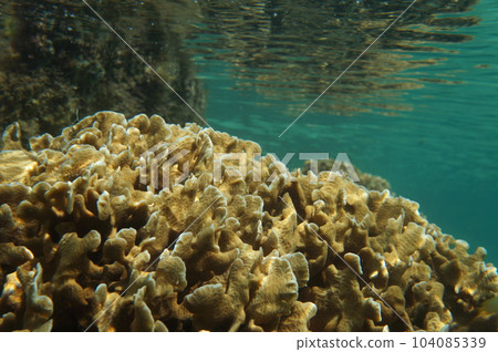 Okinawa Main Island Shallow Sea 104085339