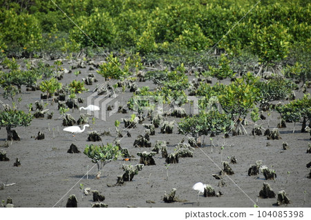 紅樹林和蒼鷺（沖繩） 104085398