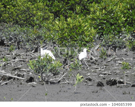 紅樹林和黑臉琵鷺（沖繩） 104085399