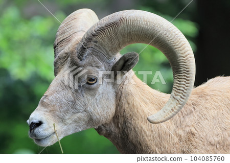 Okinawa sheep 104085760