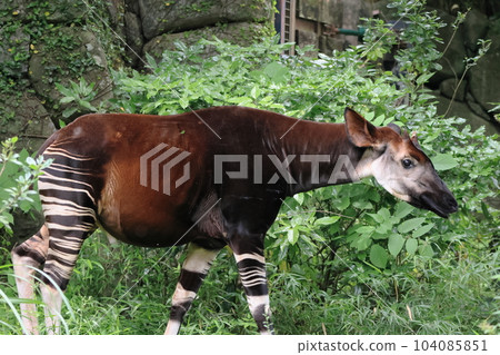 Okapi Okapi 104085851