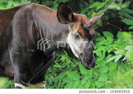Okapi 104085858