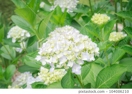 白色繡球花 104086210