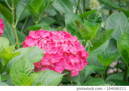 紅色繡球花 104086211
