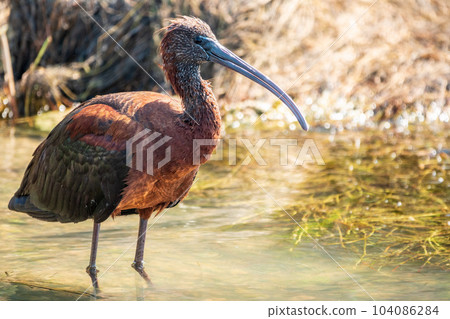 The glossy ibis, latin name Plegadis falcinellus, searching for food in the shallow lagoon. The glossy ibis, latin name Plegadis falcinellus, searching for food in the shallow lagoon. 104086284