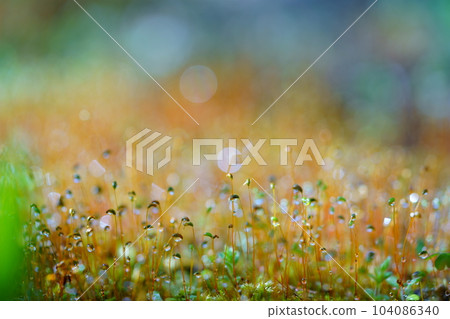 Water droplets in a moss garden after rain/early spring Water droplets in a moss garden after rain/early spring 104086340