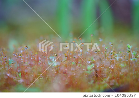 雨後/早春後苔蘚花園中的水滴 104086357