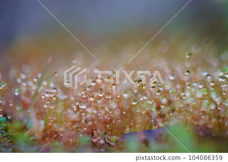 Water droplets in a moss garden after rain/early spring Water droplets in a moss garden after rain/early spring 104086359