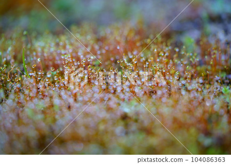 Water droplets in a moss garden after rain/early spring Water droplets in a moss garden after rain/early spring 104086363