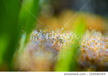 Water droplets in a moss garden after rain/early spring 104086364