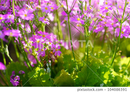 春天盛開,花壇裡的報春花 春天盛開,花壇裡的報春花 104086391