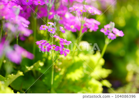 Spring in full bloom, primroses in the flower bed 104086396