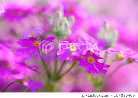 春天盛開,花壇裡的報春花 春天盛開,花壇裡的報春花 104086409