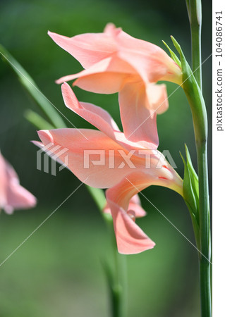 pale pink gladiolus pale pink gladiolus 104086741