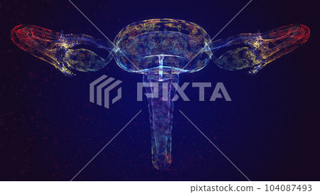 Human anatomy Female reproductive system, female reproductive organs. The layout of the organs of the uterus, cervix, ovary, fallopian tube 104087493