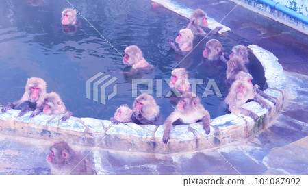 Monkey's Onsen 104087992