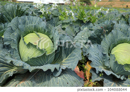Cabbage in cabbage field 104088044