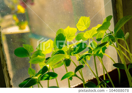 Cucumber seedlings on the windowsill 104088078