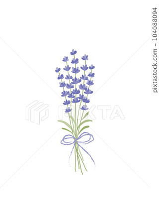 矢量圖的薰衣草花束 矢量圖的薰衣草花束 104088094