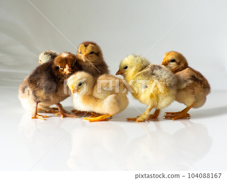 Six little newborn brown chickens on white with copy space Six little newborn brown chickens on white with copy space 104088167