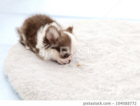 Chihuahua Puppy Chihuahua Puppy 104088772