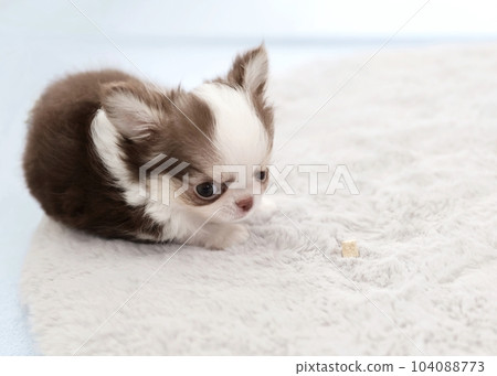 奇瓦瓦小狗 奇瓦瓦小狗 104088773