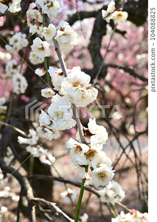 Tree: Japanese rose Tree: Japanese rose 104088825