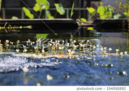 漂浮在池塘里的植物 漂浮在池塘里的植物 104088892