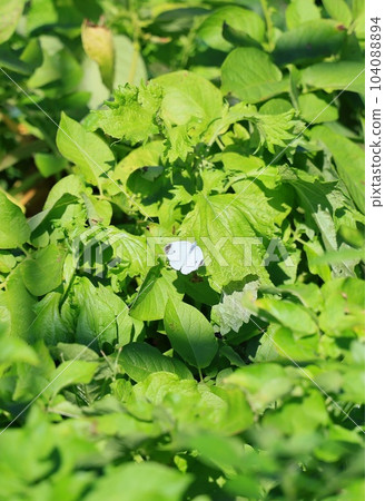 綠白對比美麗的冠白蝴蝶 104088894