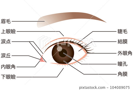 眼睛的機制‖零件名稱 眼睛的機制‖零件名稱 104089075