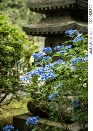 June Kamakura Ankokuronji Temple 1 Hydrangea June Kamakura Ankokuronji Temple 1 Hydrangea 104089265