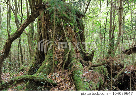 屋久島屋久杉樂園 104089647