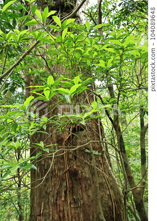 屋久島屋久杉樂園 104089648