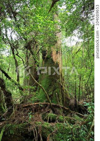 Yakushima Yakusugi Land Yakushima Yakusugi Land 104089653