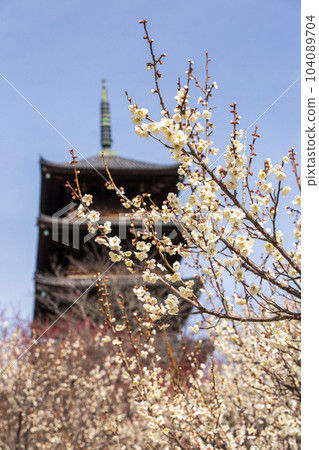 Spring Kibi-dori Spring Kibi-dori 104089704