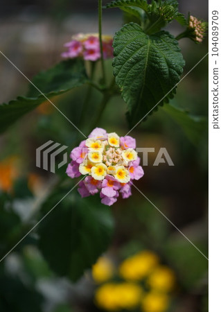 馬纓丹花 104089709