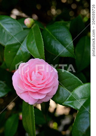 Tree: Camellia camellia 104089716